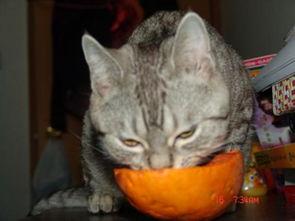 小逗逗吃瓜,揭秘娱乐圈那些不为人知的幕后故事