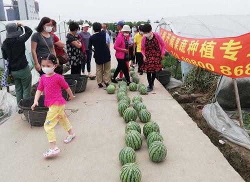 无领导吃瓜群众,揭秘网络舆论场的众生相