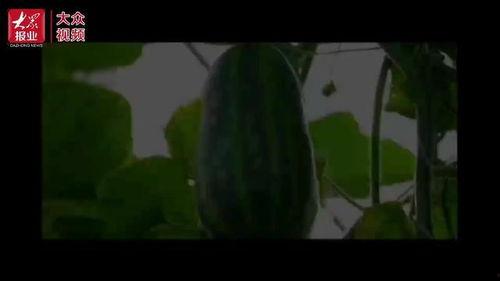 吃西湖瓜视频,一场视觉与味觉的双重盛宴