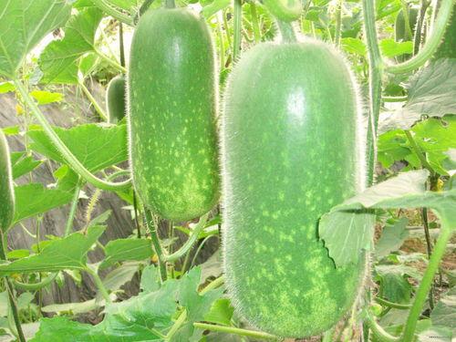 399.3u吃瓜,揭秘娱乐圈幕后故事