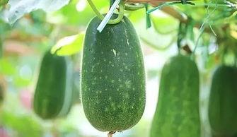 最美吃瓜法,解锁夏日消暑新姿势