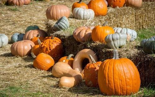 庙下吃瓜,揭秘民间趣事，品味生活百态