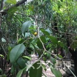 雨林吃瓜的地方在哪,揭秘神秘吃瓜之地