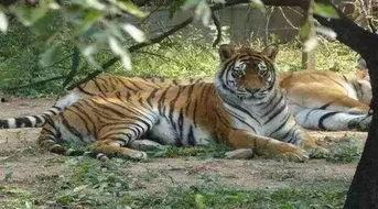 大叔骑老虎吃瓜,一场意外的街头奇观