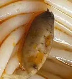 文山男吃瓜,揭秘幕后真相