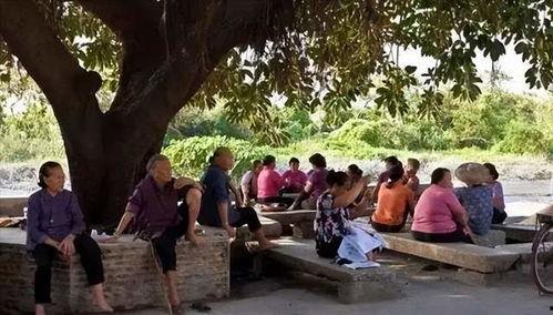 大树下乘凉吃瓜,瓜果飘香，共享清凉时光