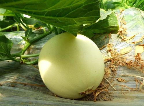 网络上吃瓜在哪吃,揭秘“吃瓜在哪吃”现象背后的秘密