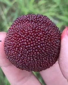 青田网红吃瓜,揭秘幕后故事与热门话题