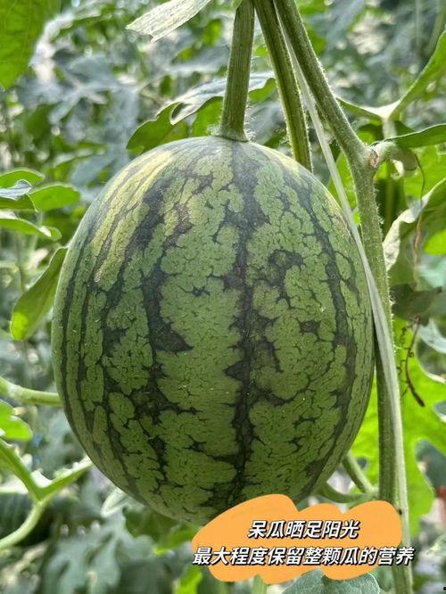 吃皇帝瓜,一场宫廷瓜果的传奇故事