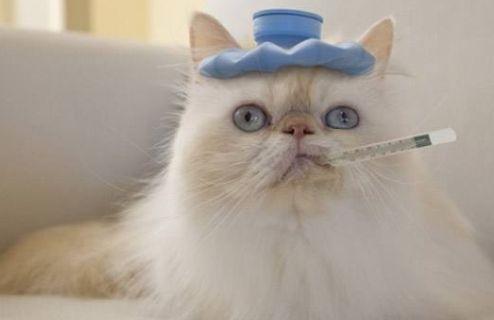 猫咪可以吃小凤瓜,小凤瓜成为猫咪新宠