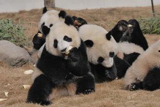 熊猫人吃瓜,揭秘动物界的“八卦”现象