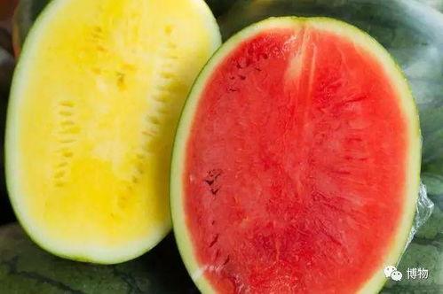 吃瓜群众植物,揭秘植物界的趣味生活