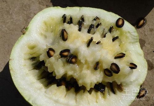 孕妇可以吃籽瓜吗,籽瓜——孕妇的滋补佳品