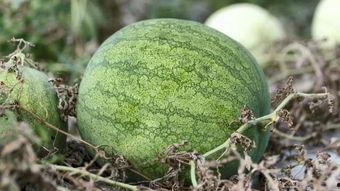 兰州大街吃瓜,夏日吃瓜盛宴，品味街头风情