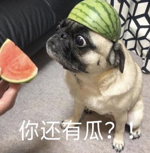 吃瓜表情包 狗