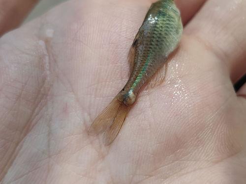 谁吃小瓜虫,谁在享用小瓜虫的美味盛宴？