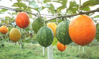 月子里可以吃吊瓜吗,助力产后恢复