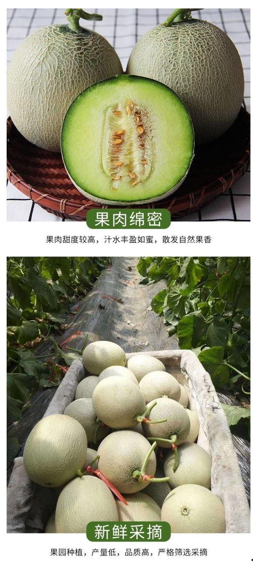 日本静冈网纹瓜冬天吃吗,静冈网纹瓜的冬季享用指南