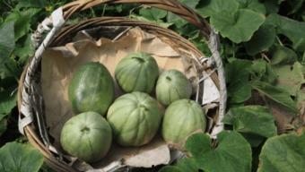 吃瓜吃上火了,小心“火”从口入