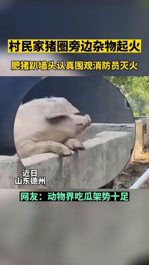 吃瓜群众动物视频,动物们的趣味瞬间大盘点