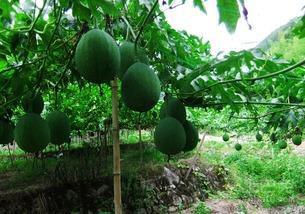 脆皮吊瓜怎么吃